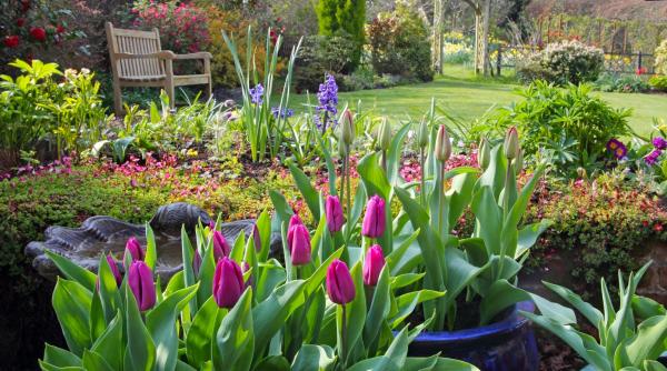 pensionara brasov amendata plantat flori gradina bloc