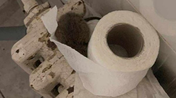 Imagini șocante surprinse de o asistentă medicală | Un șobolan a fost descoperit într-o toaletă din cadrul Spitalului Sfântul Spiridon din Iași