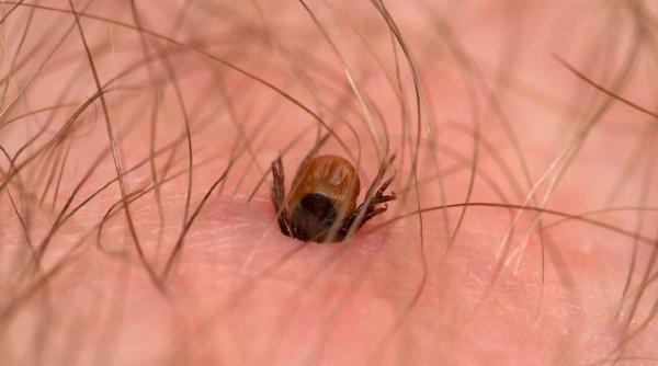 capuse oameni autoritati parcuri alba iulia