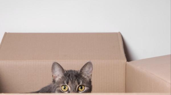 expediat pisica colet postal amazon