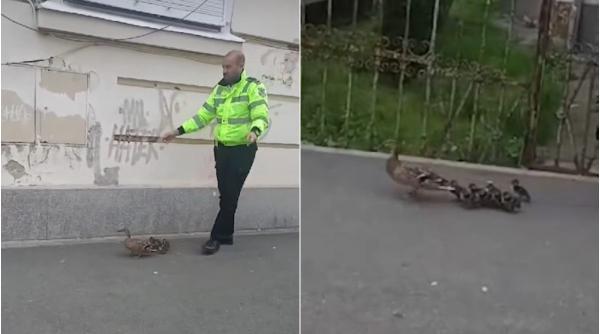 politist cluj salveaza rata si boboci