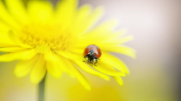 prognoza meteo vremea mai 2024