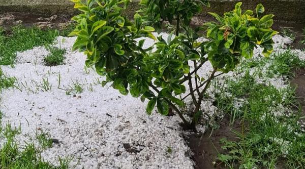 fermierii cer sisteme antigrindina vijelii paste