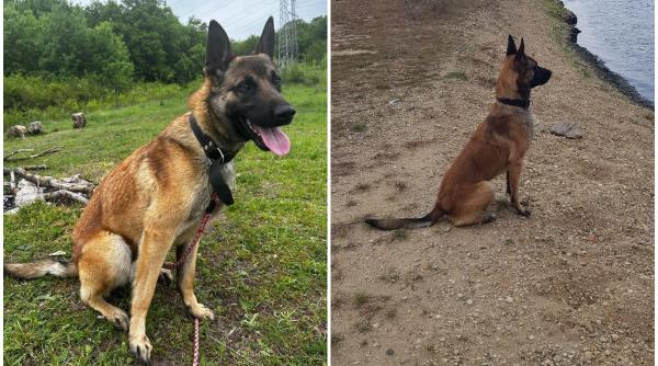 mike ciobanesc german oradea disparut recompensa 1000 de euro