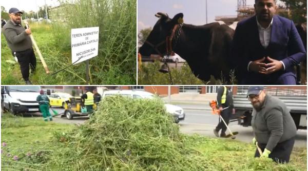 reactia cristian popescu piedone candidat primaria sectorului 5 vaca pascut
