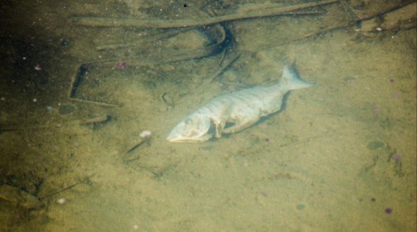 Dezastru ecologic în județul Cluj. Peşti morţi pe Valea Salcă
