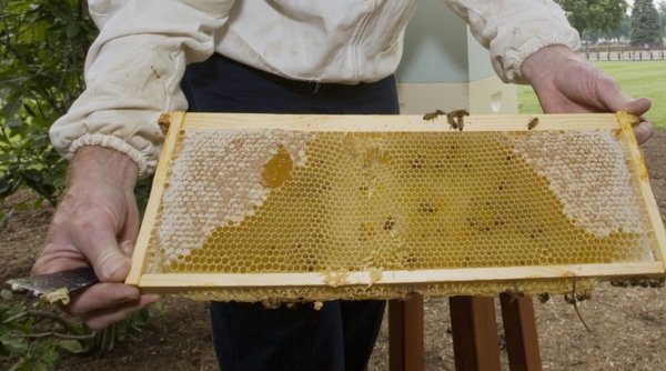 Sortimentele de miere preferate de români s-ar putea scumpi. Apicultor: 