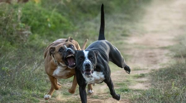 femeie muscata caini de lupta sala evenimente mures