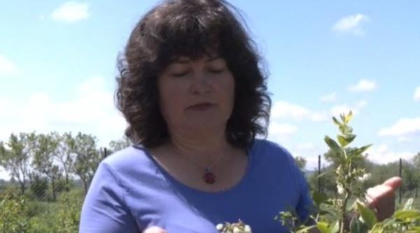 agricool afacere de succes aiud afine maria si daniel sirbu