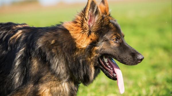 o mama si fiica sa au fost atacate si muscate de un caine intr un parc din bucuresti