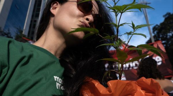 olanda canabis experiment partid wilders