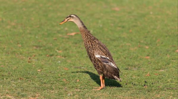 rate alergatoare indiene romania pesticide