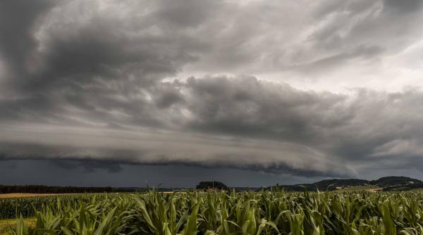 Misterele celei mai rezistente fiinţe de pe Terra. E singura care va ...