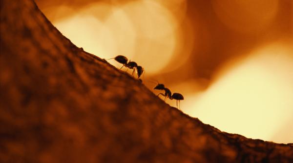 furnicile amputeaza membre camarazi raniti pentru a le salva viata studiu