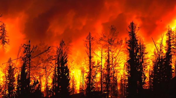 roman arestat grecia foc intentionat vegetatie