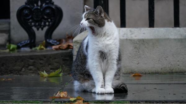 montanul larry scapa de catelusa nova a lui rishi sunak dar da peste pisica jojo si hamsterul lui