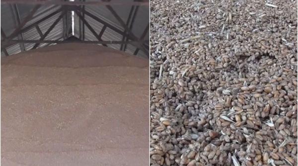 productii record grau romania important jucator piata mondiala