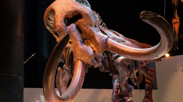 mamutii au trait vale raul buzau acum 2 milioane ani cimitirul mamutilor descoperit cercetatori