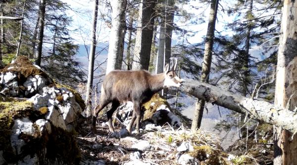 imagini rare cu mai multe capre negre au fost surprinse de camerele de monitorizare a faunei in