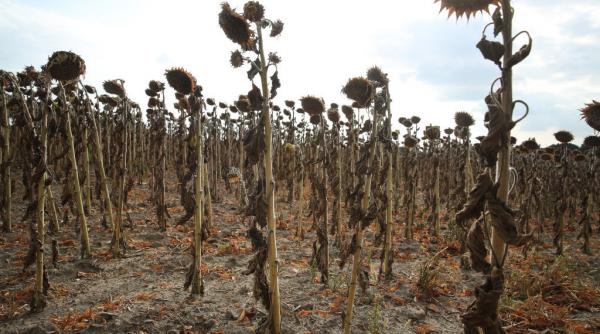 terenurile agricole din romania in pericol de a fi abandonate seceta face ravagii fermierii sunt disperati terenurile agricole din romania in pericol de a fi abandonate seceta face ravagii fermierii sunt disperati