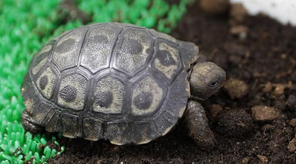 o testoasa gigant de galapagos specie in pericol de disparitie s a nascut in captivitate la ajaccio este o premiera pentru franta