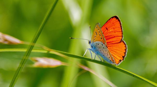 specie rara si fascinanta de fluture descoperita in parcul natural gradistea muncelului cioclovina a disparut din multe tari