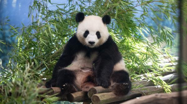 o femela de panda urias de la zoo berlin e insarcinata cu gemeni a avut loc o mica sarbatoare