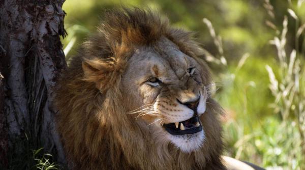 inchis de un coleg in cusca leilor africani un lucrator a scapat in mod miraculos cu viata dupa ce a stat fata in fata cu felinele