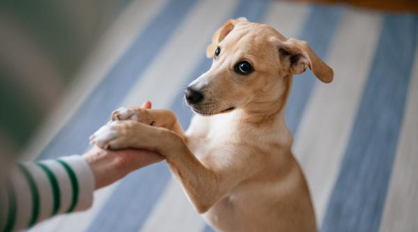 sedinta de dresaj gratuita pentru cei care au adoptat caini de la aspa cand si unde se va tine