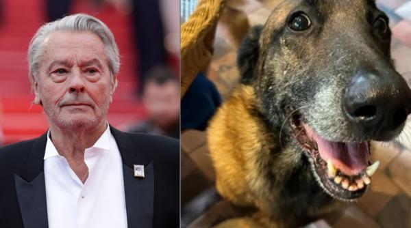 familia lui alain delon refuza sa omoare cainele cu care actorul dorea sa fie inmormantat loubo va fi pastrat