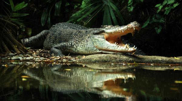 ramasitele unei femei au fost descoperite in stomacul unui crocodil in indonezia era destul de mare in jur de 4 metri lungime ramasitele unei femei au fost descoperite in stomacul unui crocodil in indonezia era destul de mare in jur de 4 metri lungime