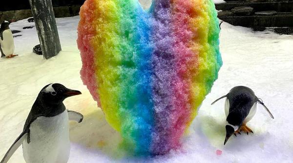 pinguinul sphen cunoscut pentru povestea de dragoste pe care o avea cu partenerul de acelasi sex a murit in acvariul din sydney