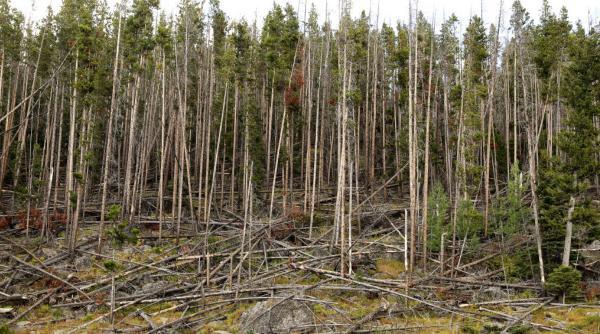 tara din ue care se confunta cu moartea masiva a parcelelor de pini se intampla ceva cu natura noastra copacii incep sa sufere