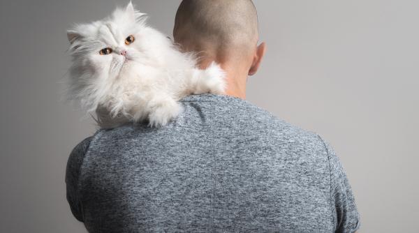 noua lege in regatul unit ce pedepse risca hotii de animale de companie