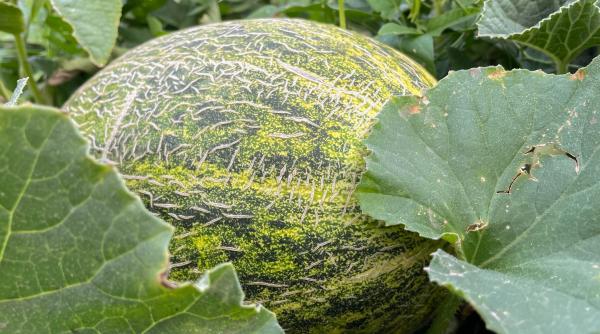 poate fi folosit si ca odorizant natural cum arata pepenele exotic cu gust de miere si inghetata care a fost aclimatizat in romania