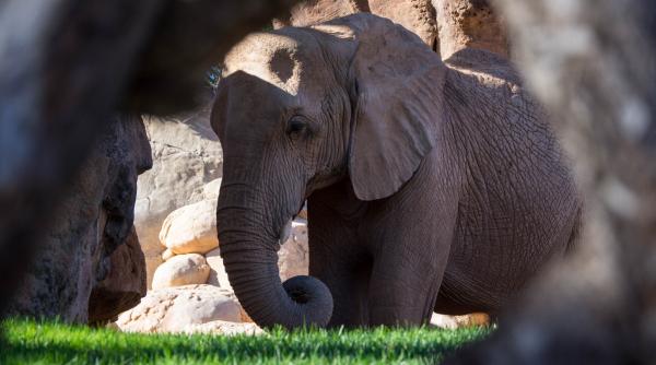 tara care infrunta seceta cu masuri extreme sacrificarea elefantilor si altor animale pentru a face fata penuriei de hrana
