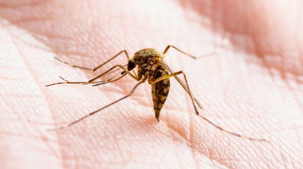 un barbat a murit de o boala rara care se manifesta ca o gripa si pentru care nu exista tratament sau vaccin