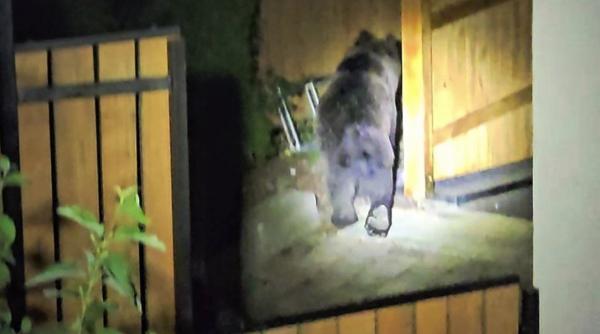 ursul a intrat in curtea presedintelui cj harghita borboly csaba a verificat daca vreo usa este deschisa treziti va la bucuresti