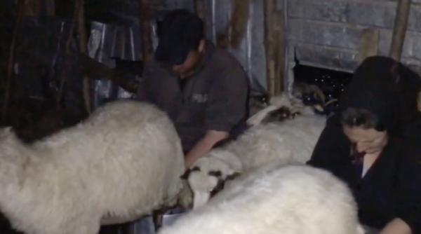 canicula din romania a schimbat obiceiurile la stana fermierii mulg oile si fac branza noaptea