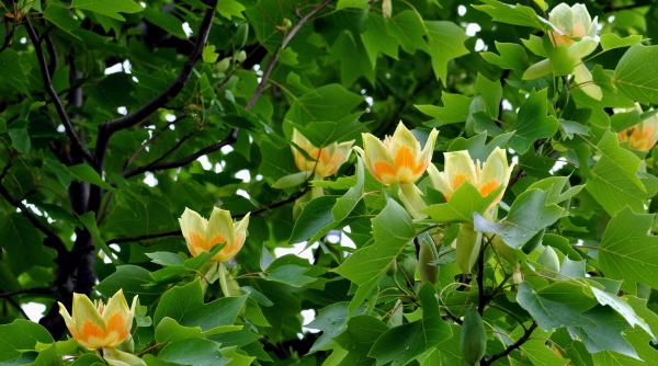complet neasteptat un nou tip de lemn a fost descoperit la arborele lalea pana acum existau doar doua categorii de copaci complet neasteptat un nou tip de lemn a fost descoperit la arborele lalea pana acum existau doar doua categorii de copaci