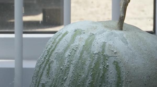 fructul care rezista un an fara sa stea la frigider omologat in romania pepenele de iarna are multe beneficii pentru sanatate