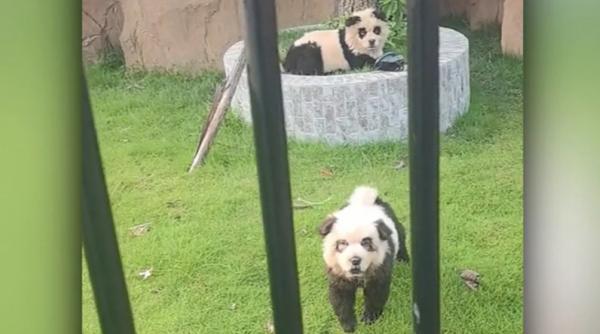 oamenii au fost extaziati cand au vazut la un zoo din china doi pui de panda apoi acestia au inceput sa latre