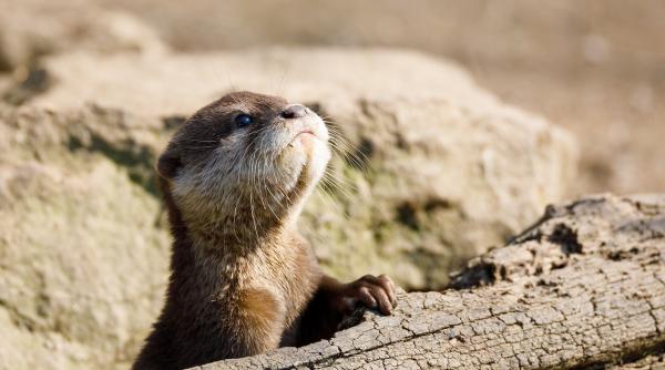 cele mai inteligente 30 animale de pe pamant o specie de paianjen o broasca si sobolanul se afla printre ele