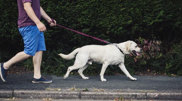 un barbat din rovinari care si a scos cainele la plimbare a facut o descoperire tulburatoare politia a intrat in alerta