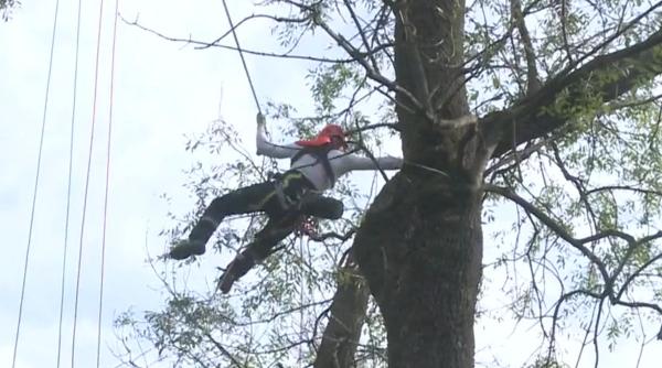 orasul din romania unde chirurgii copacilor si au obtinut in premiera atestatele este o meserie cautata bine platita