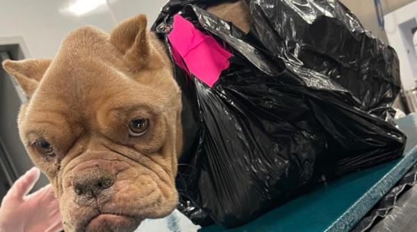 val de indignare dupa ce politia a publicat fotografii cu un buldog lipit intr un sac de gunoi si aruncat langa o cale ferata