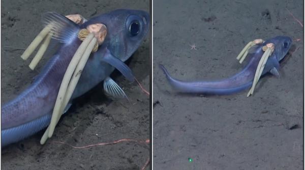 o creatura neobisnuita un peste ce pare sa aiba doua codite impletite a fost filmat in oceanul atlantic o creatura neobisnuita un peste ce pare sa aiba doua codite impletite a fost filmat in oceanul atlantic