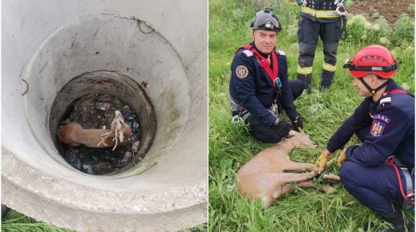 in botosani un caprior a cazut intr un put pompierii s au mobilizat imediat si l au salvat in botosani un caprior a cazut intr un put pompierii s au mobilizat imediat si l au salvat