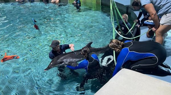 cinci delfini au murit dupa ce au fost abandonati intr un delfinariu care a dat faliment cinci delfini au murit dupa ce au fost abandonati intr un delfinariu care a dat faliment