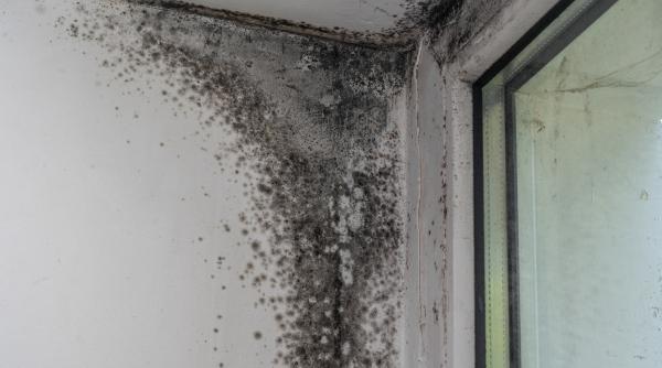 ce efecte are mucegaiul negru din locuinta asupra sanatatii adevarul stiintific explicat de un toxicolog ce efecte are mucegaiul negru din locuinta asupra sanatatii adevarul stiintific explicat de un toxicolog